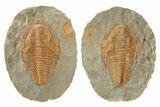Cambropallas Trilobite With Pos/Neg - Jbel Ougnate, Morocco #235790-1